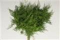 asparagus fern